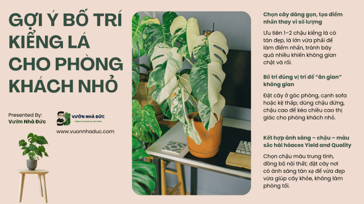 Gợi ý bố trí kiểng lá cho phòng khách nhỏ