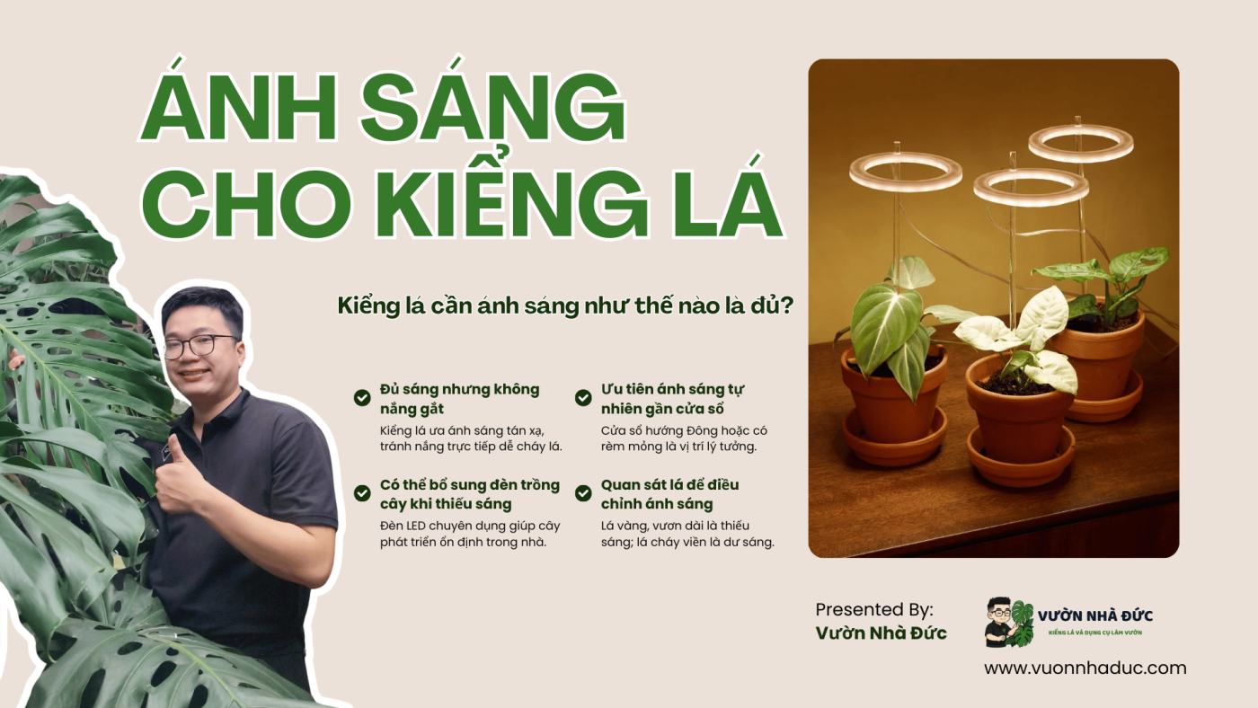 Kiểng lá cần ánh sáng như thế nào là đủ
