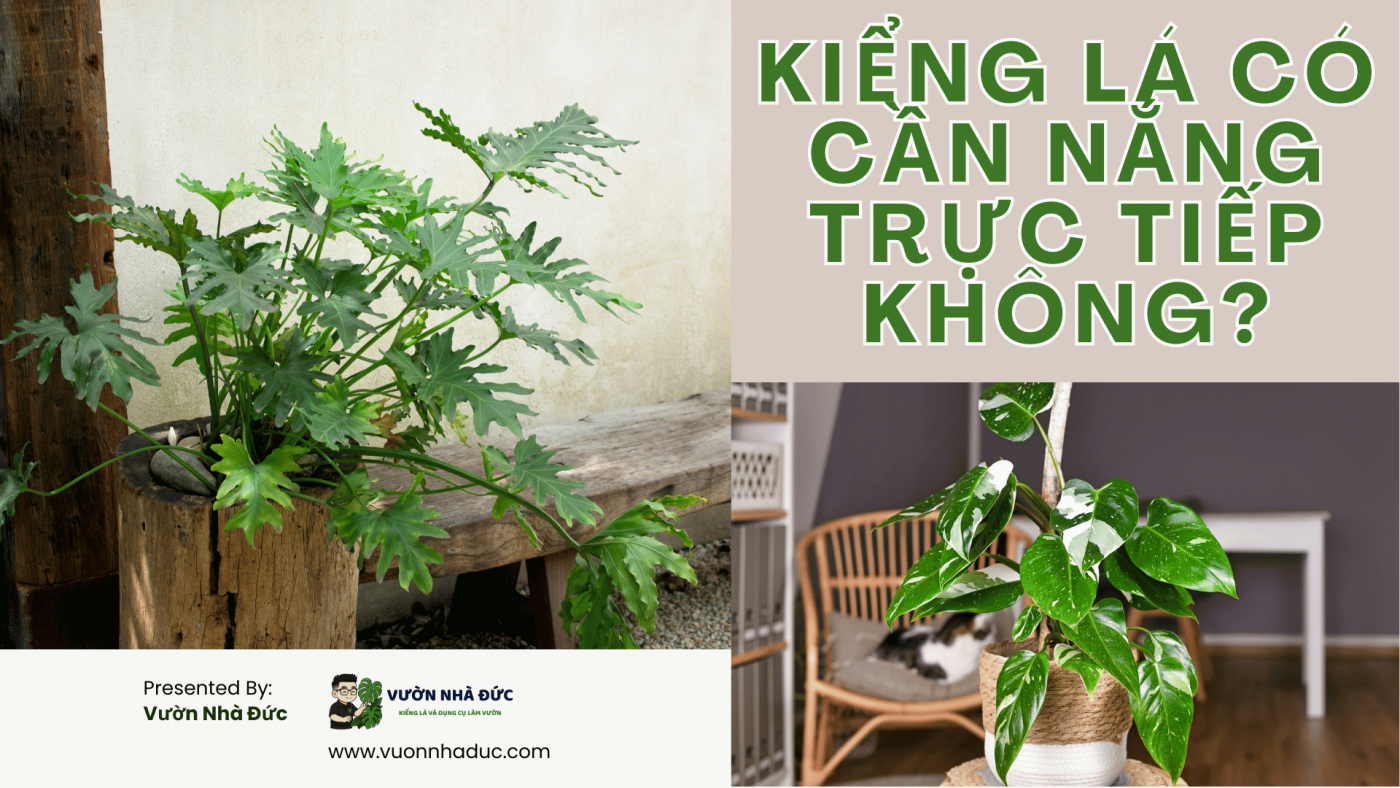 Kiểng lá có cần nắng trực tiếp không