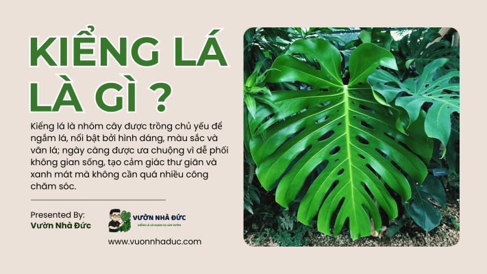 Kiểng lá là gì_ Vì sao ngày càng được ưa chuộng