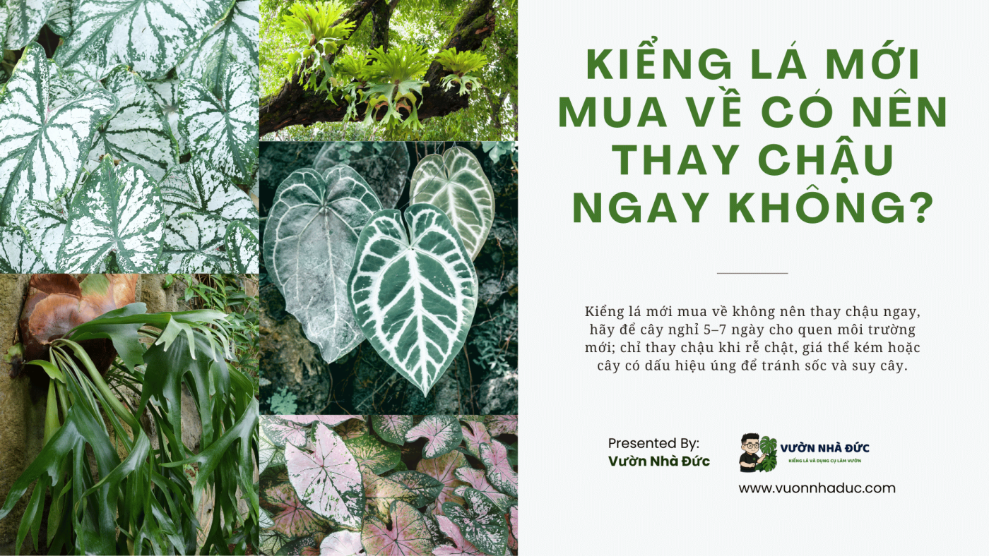 Kiểng lá mới mua về có nên thay chậu ngay không