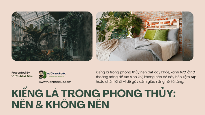 Kiểng lá trong phong thủy_ nên & không nên