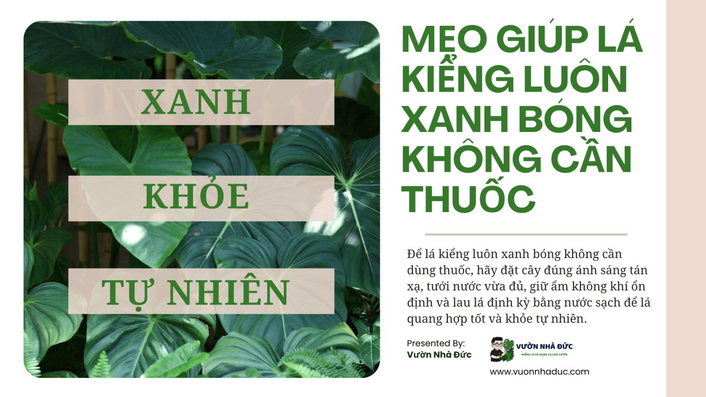 Mẹo giúp lá kiểng luôn xanh bóng không cần thuốc