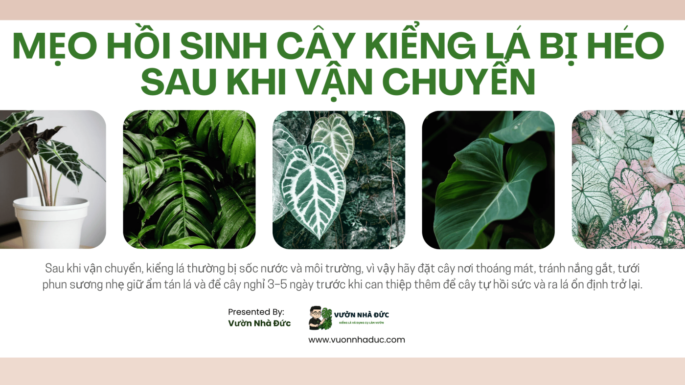 Mẹo hồi sinh cây kiểng lá bị héo sau khi vận chuyển