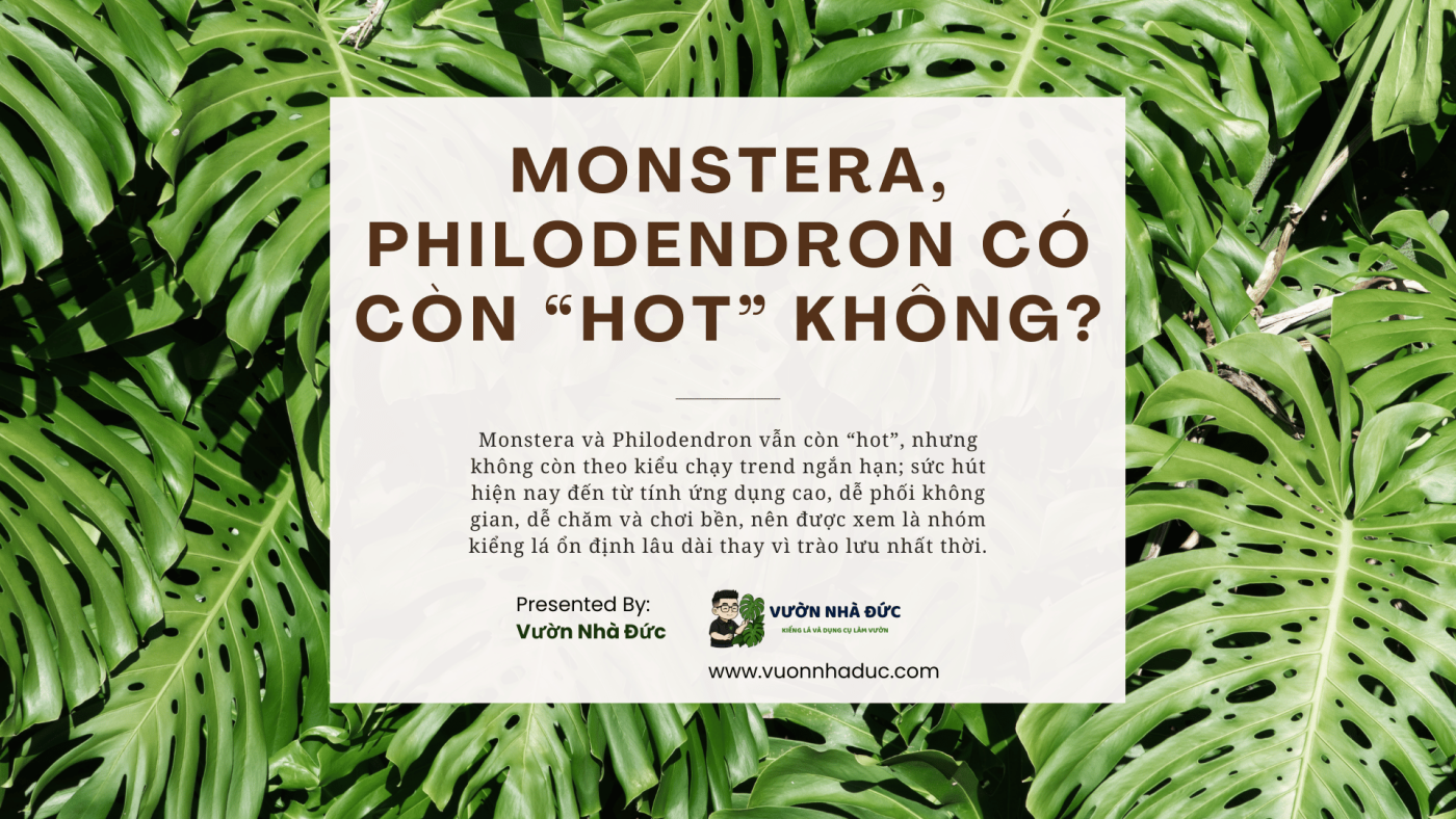 Monstera, Philodendron có còn “hot” không