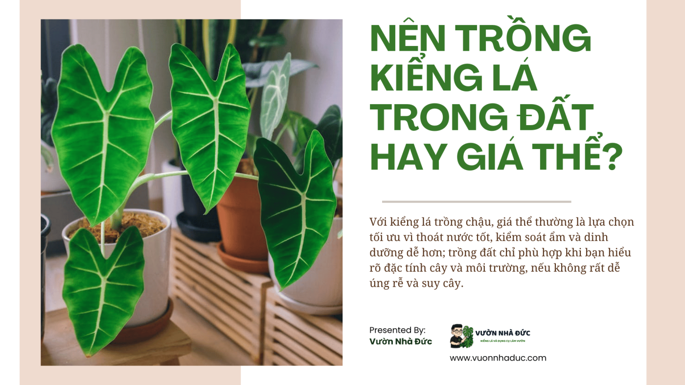 Nên trồng kiểng lá trong đất hay giá thể