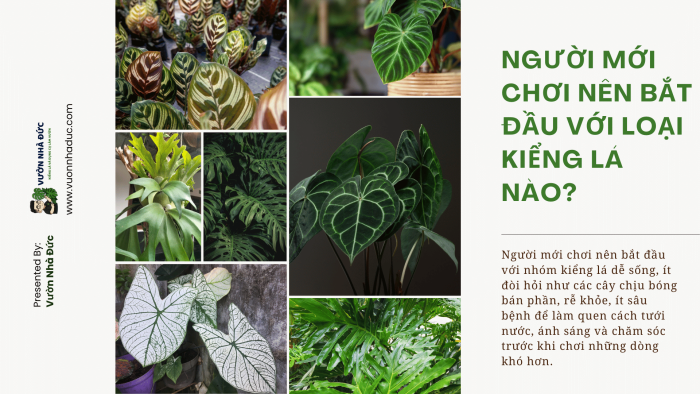 Người Mới Chơi Nên Bắt Đầu Với Loại Kiểng Lá Nào? - Vườn Nhà Đức