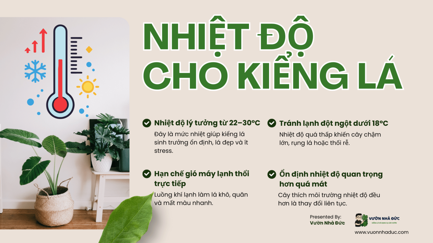 Nhiệt độ lý tưởng cho cây kiểng lá: hiểu đúng để cây khỏe, lá đẹp lâu dài