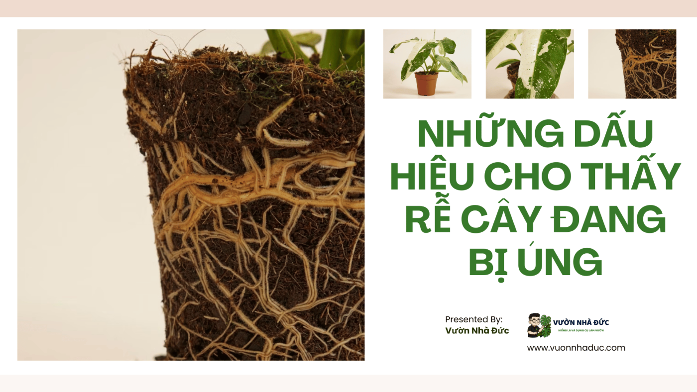Những dấu hiệu cho thấy rễ cây đang bị úng
