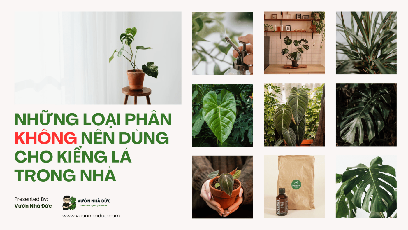 Những loại phân không nên dùng cho kiểng lá trong nhà