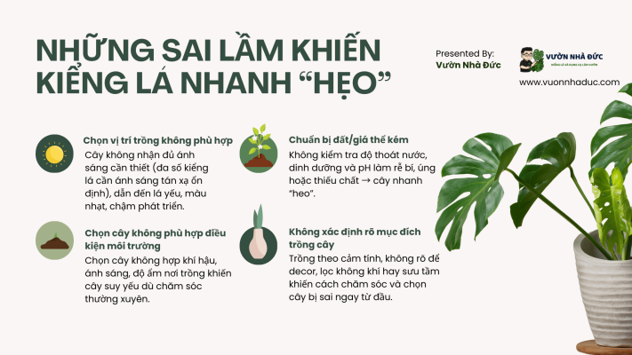 Những sai lầm khiến kiểng lá nhanh chết