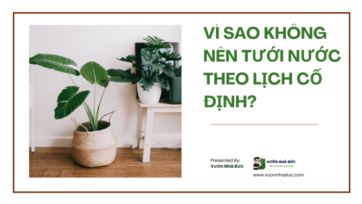 Vì sao không nên tưới nước theo lịch cố định