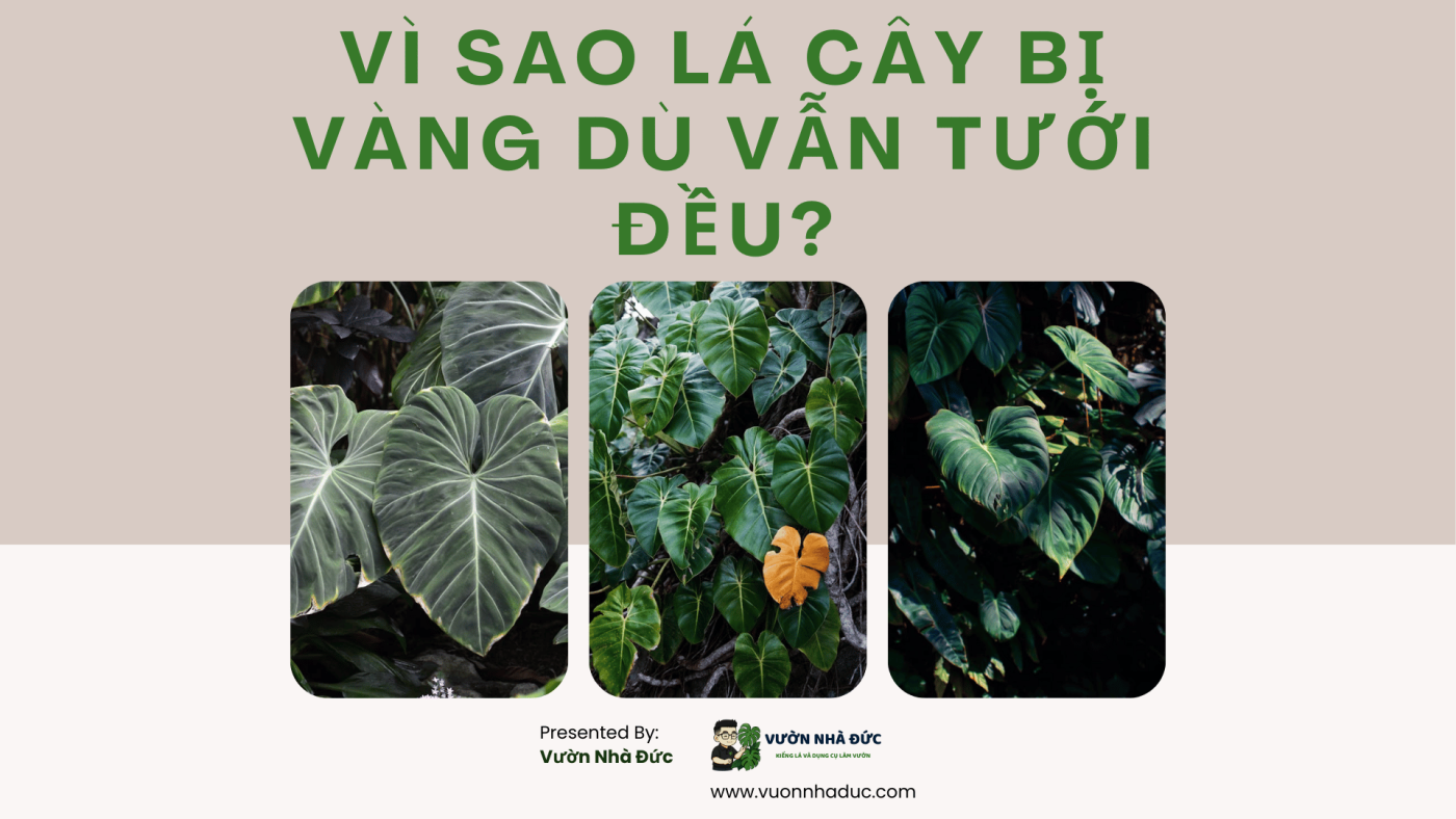 Vì sao lá cây bị vàng dù vẫn tưới đều