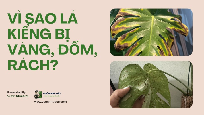 Vì sao lá kiểng bị vàng, đốm, rách