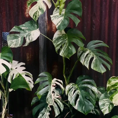 Cây Ngoài Trời
