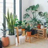 Cây trồng trong nhà lọc không khí