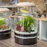 Terrarium tiểu cảnh mini trong kính